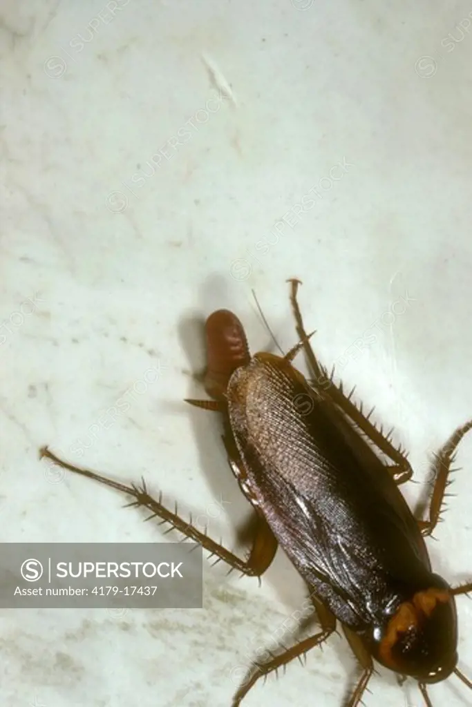 American Cockroach female with egg capsule (ootheca) (Periplaneta americana)