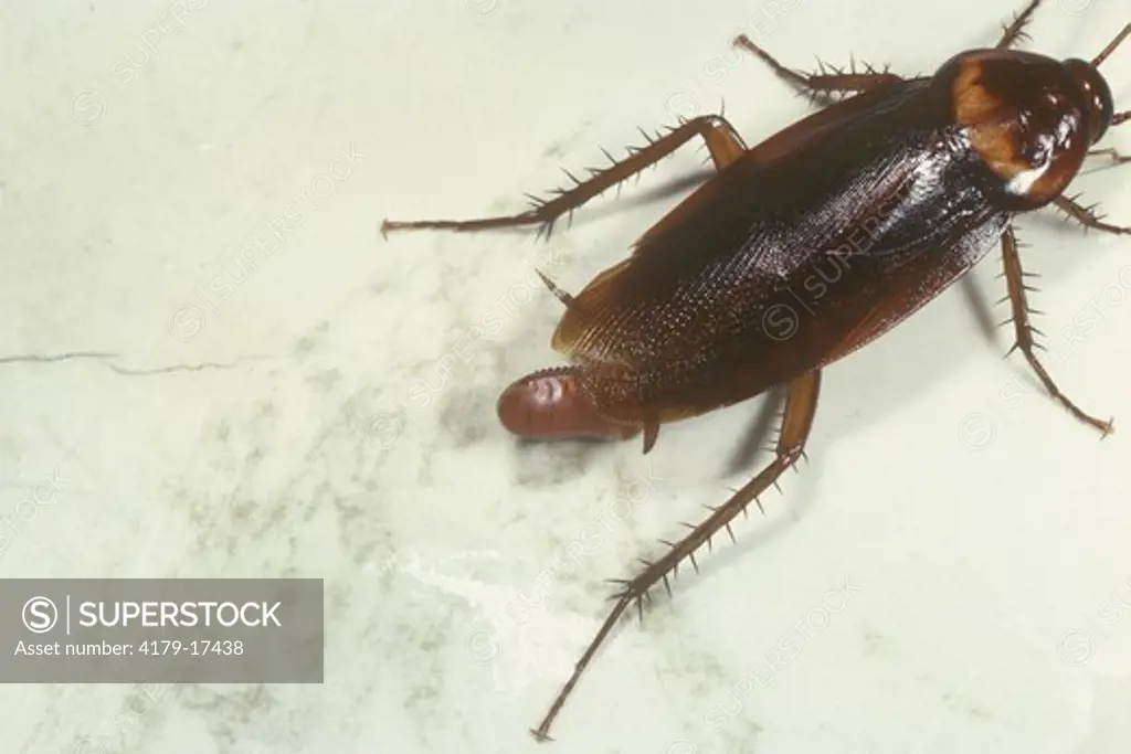 American Cockroach  (Periplaneta americana) Female w/Egg Case/Ithaca, NY