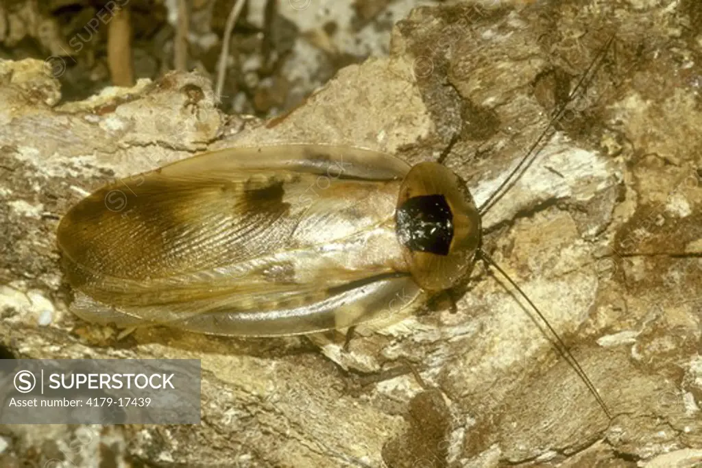 Brazilian Cockroach (Blaberus gigantus), IC