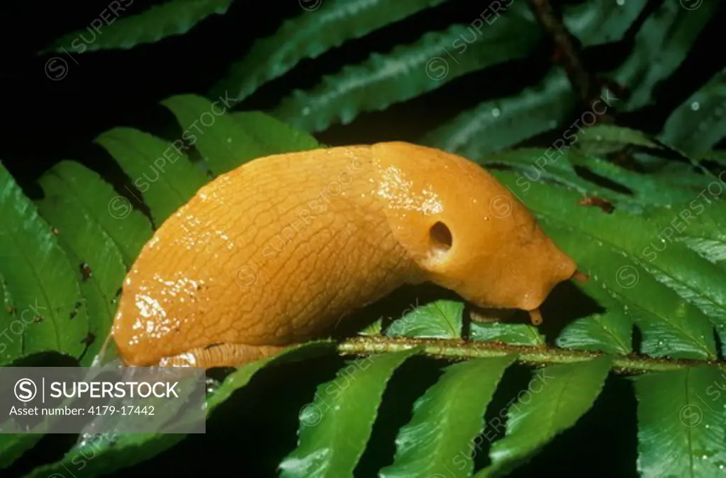 Yellow Banana Slug (Agriolimax columbianus) Redwood NP/California