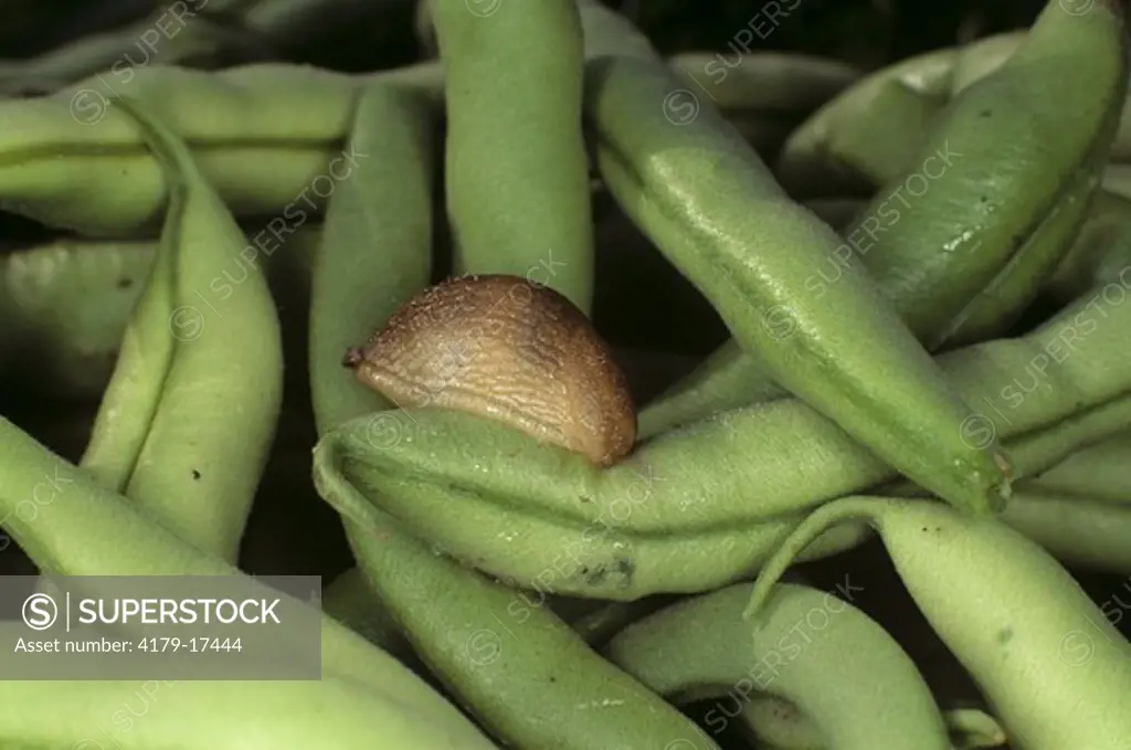 Slug feeding on Seed inside Green Bean Class: Gastropoda