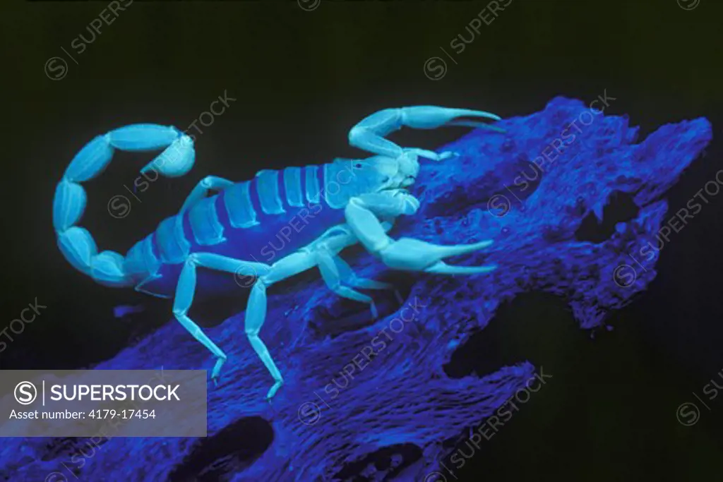 Giant Desert Hairy Scorpion (Hadrurus arizonensis) UV light - Arizona