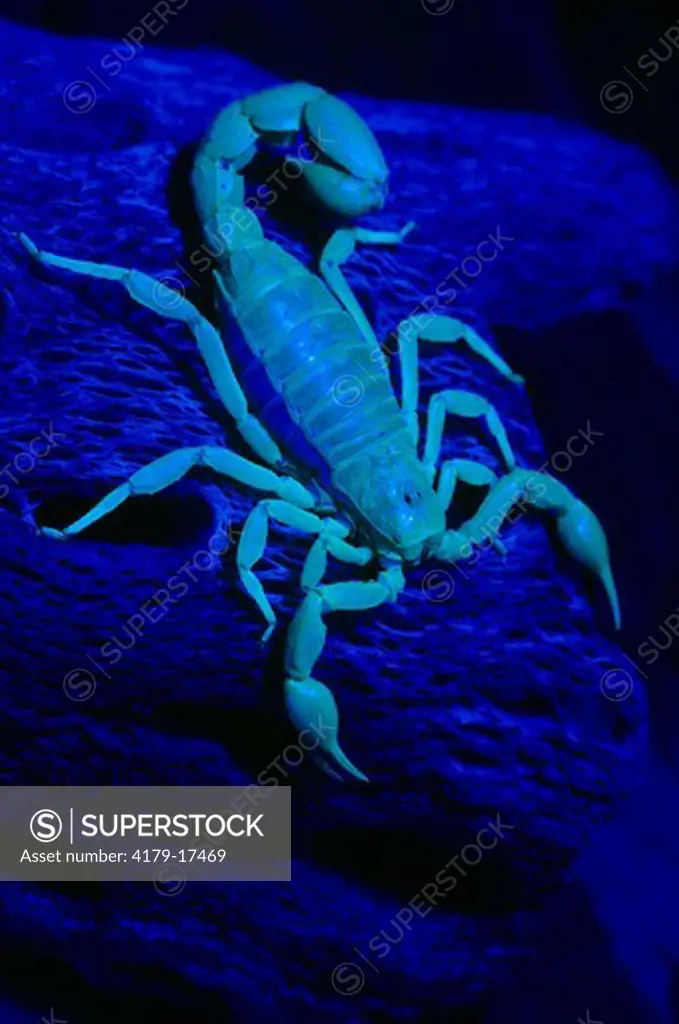 Striped-tailed Scorpion (Vaejovis spinigerus) Arizona, under UV Light