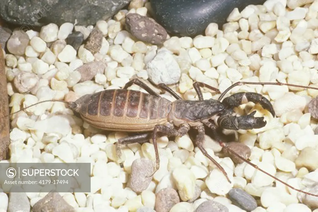 Whip Scorpion (Mastigorproctus giganticus) SW USA