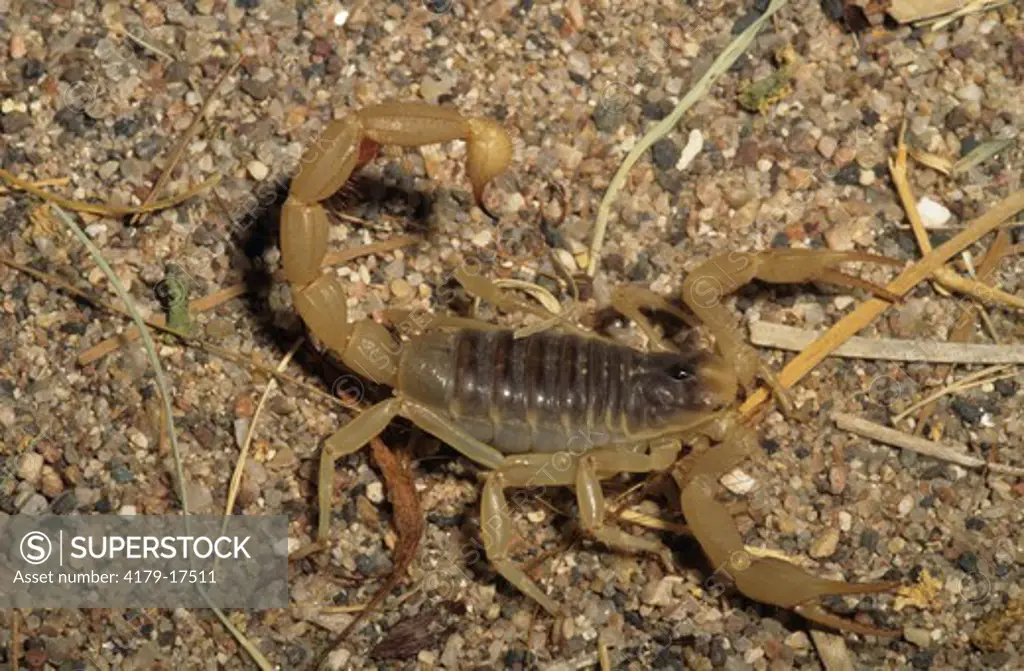 Desert Scorpion (Hadrurus arizonensis) Arizona