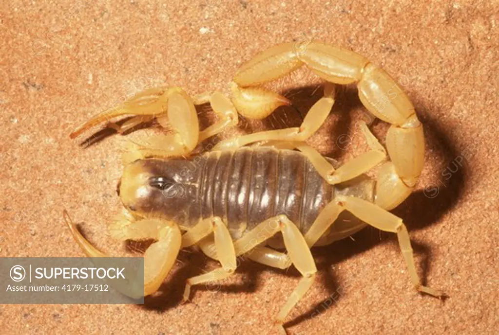 Desert Scorpion (Hadrurus arizonensis), AZ