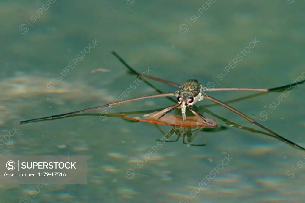 Water strider, Aquarius remigis, and reflection. Also known as Jesus bug, pond skater, water skeeter. Actually walks on top of the water. Kimble County, TX