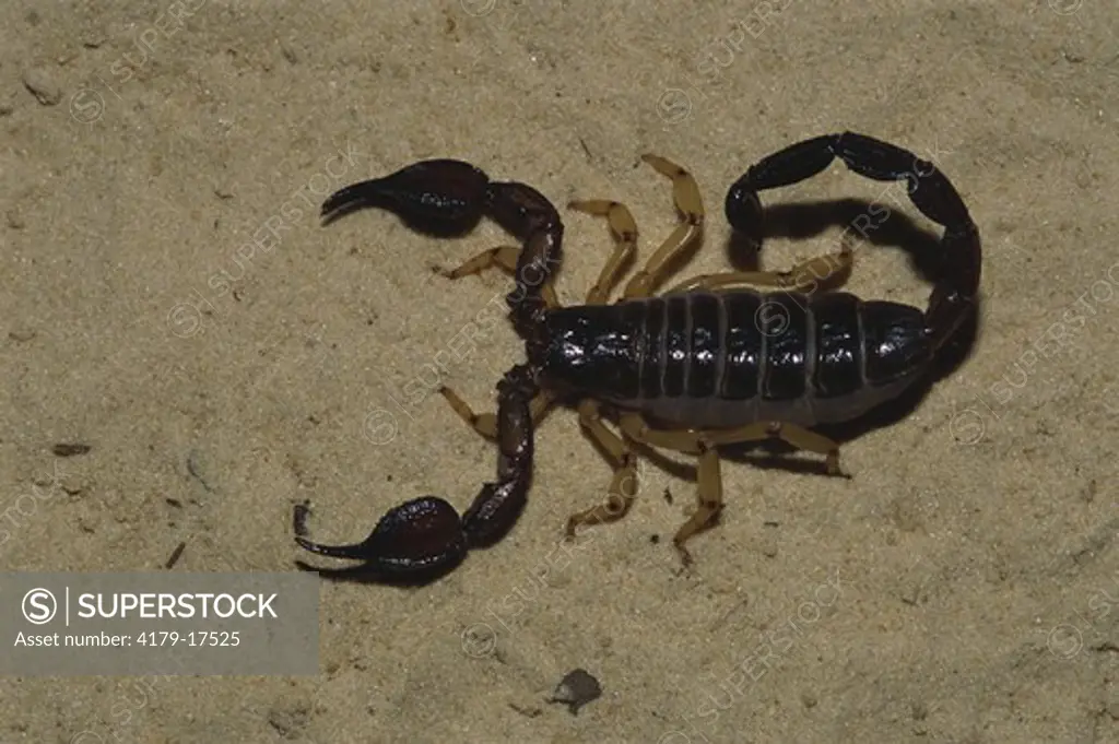 White's Nebo Scorpion (Nebo whitei) Venomous, Arabian Peninsula