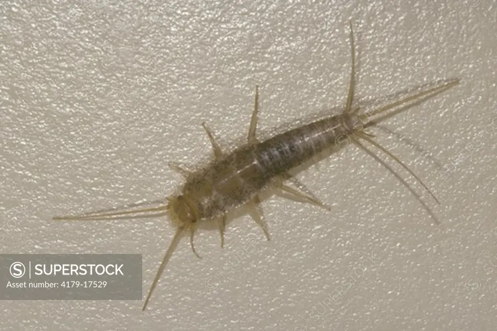 Silverfish (Family Lepismatidae) Florida, household pest that eats paper, book bindings, clothing, and cereals
