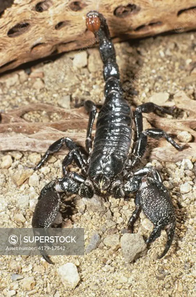 African Emperor Scorpion (Pandinus imperator)