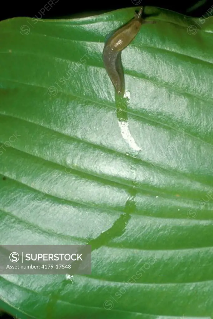 Garden Slug leaving Slime Trail on Leaf