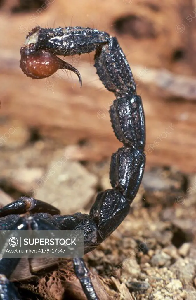 Tail & Stinger of African Emperor Scorpion