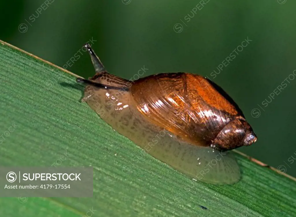 Amber Snail on reed leaf Size 15mm (Succinea putris) England