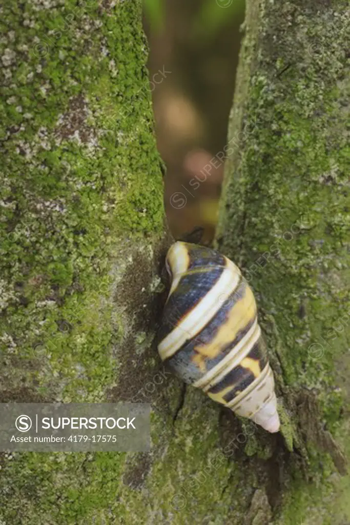 Florida Tree Snail (Liguus fasciatus) Everglades National Park, Post Wilma Florida