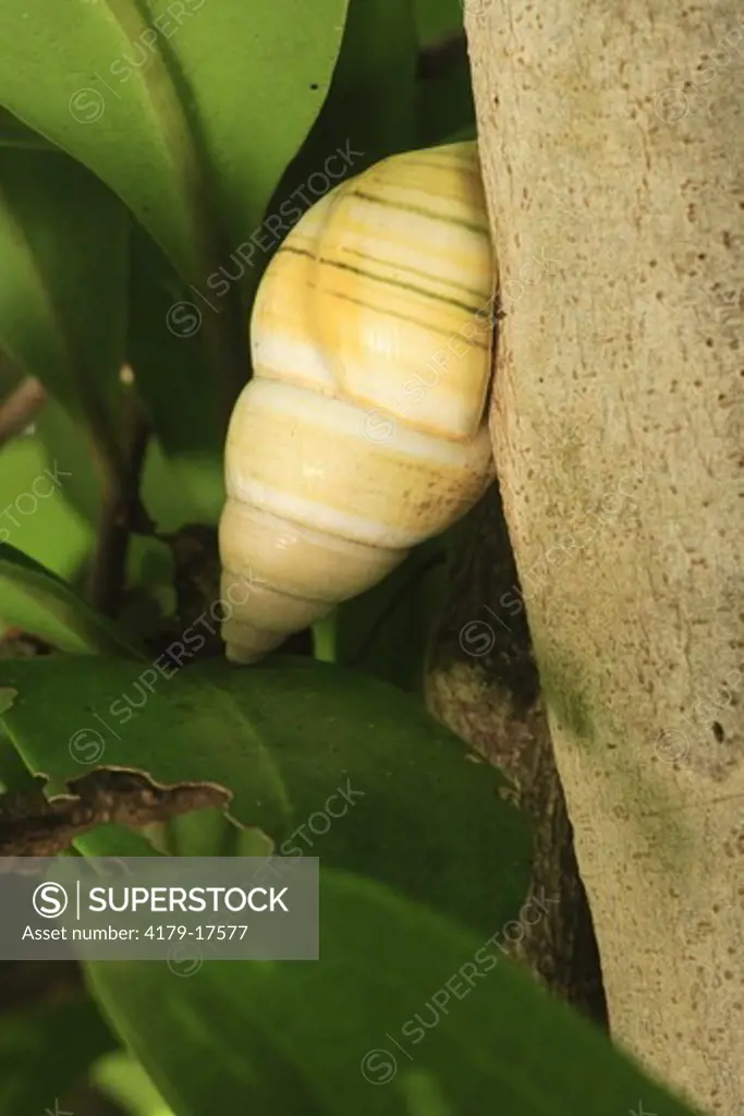 Florida Tree Snail (Liguus fasciatus) Everglades National Park, Post Wilma, Florida