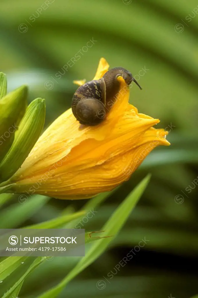 Snail on Lily San Diego, California
