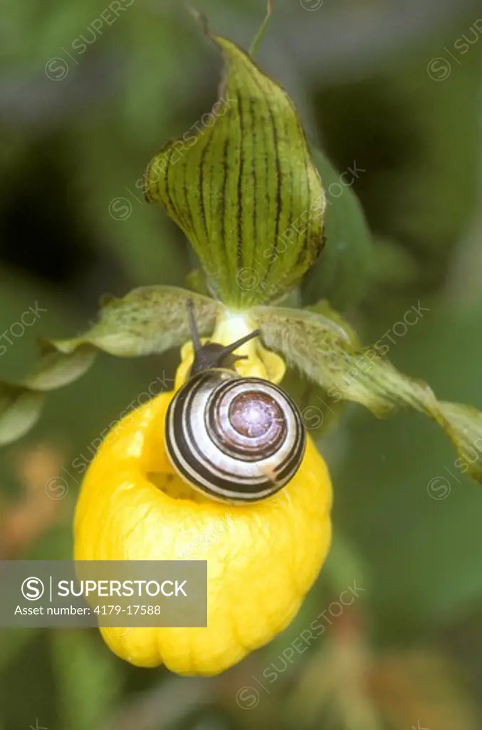 Snail on Yellow Lady's Slipper - Bruce Peninsula Ontario, Canada