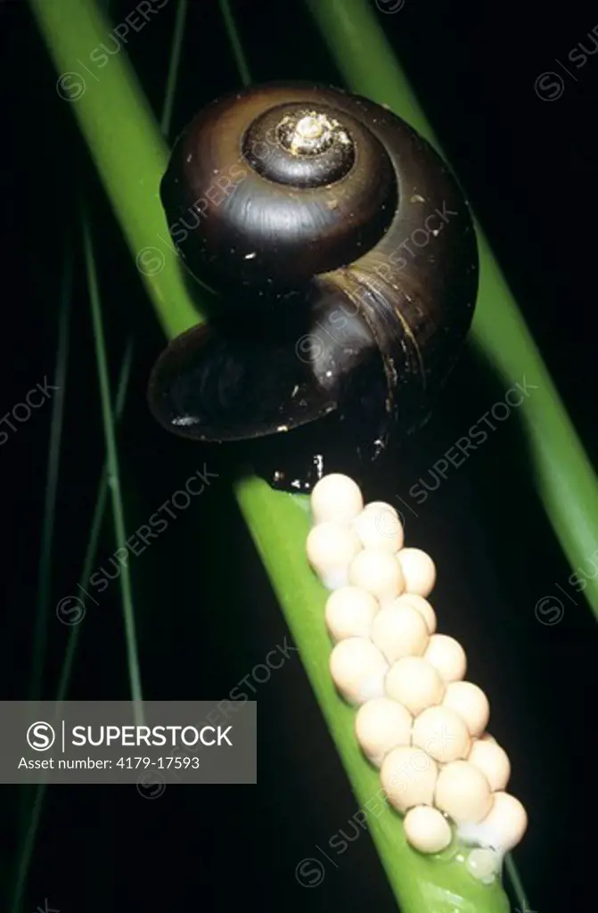 Apple Snail w Eggs (P. paludosa) Corkscrew Swamp Sanctuary FL