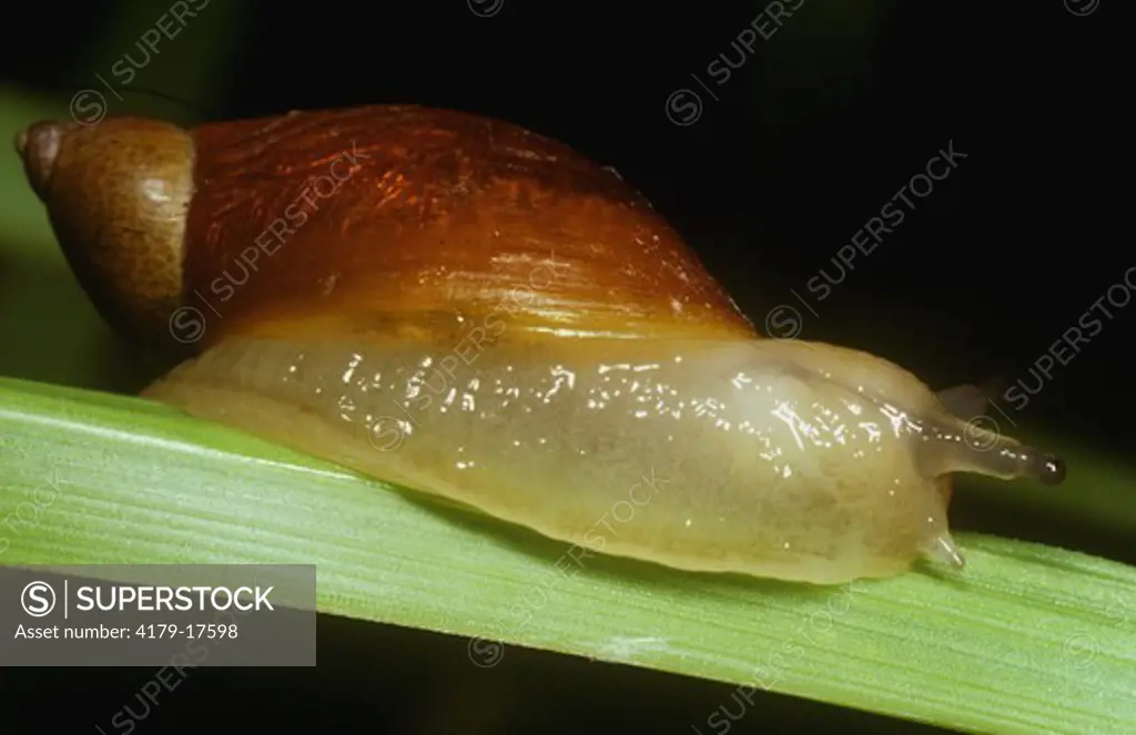 Land Snail on Blade of Grass Showing Fleshy Foot, Ithaca, New York