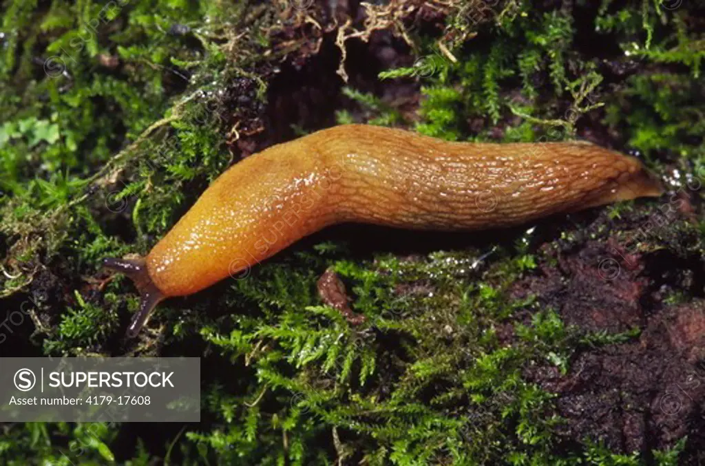 Dusky Slug, an introduced European species, on mossy tree trunk (Arion subfuscus)  Ithaca, NY