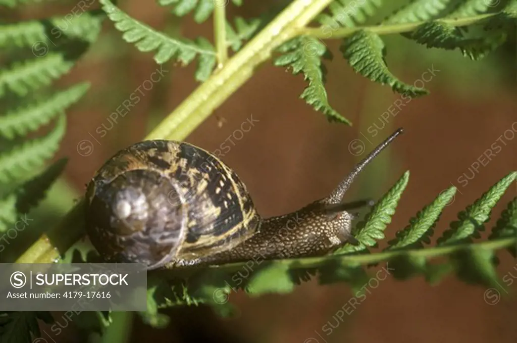 Edible or Brown Snail (Helix aspersa), native to Europe, American Garden Pest