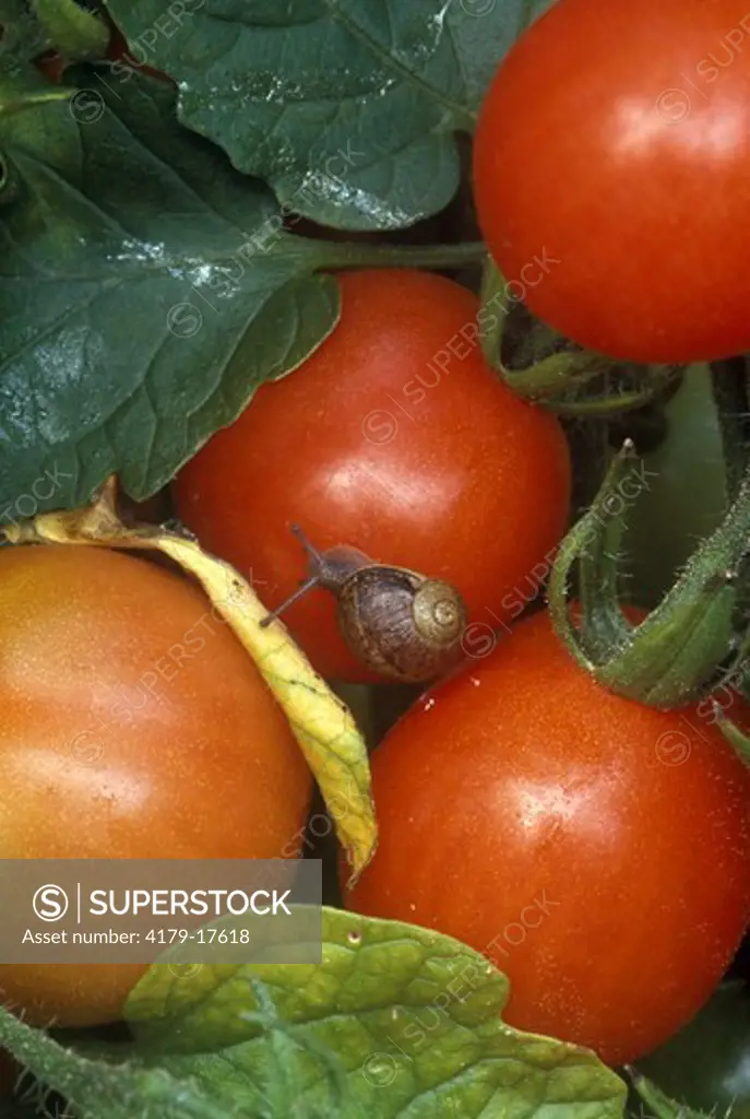 Brown Garden Snail on ripe Tomatos in Oregon Garden (Helix aspersa)
