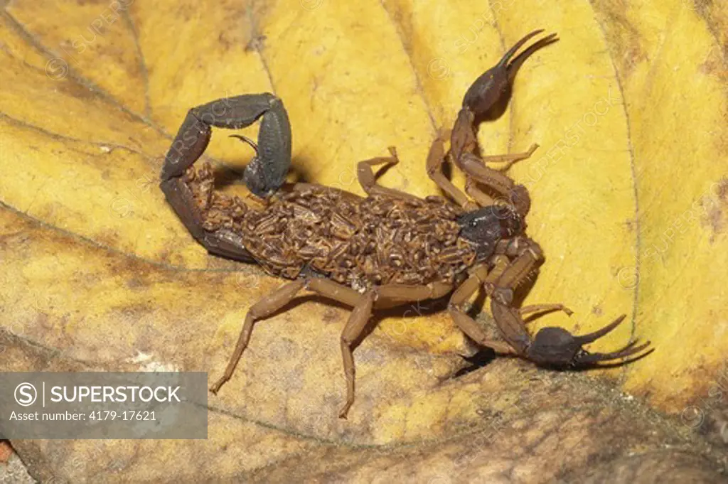 Scorpion with young Santa Rosa Natl Park Costa Rica