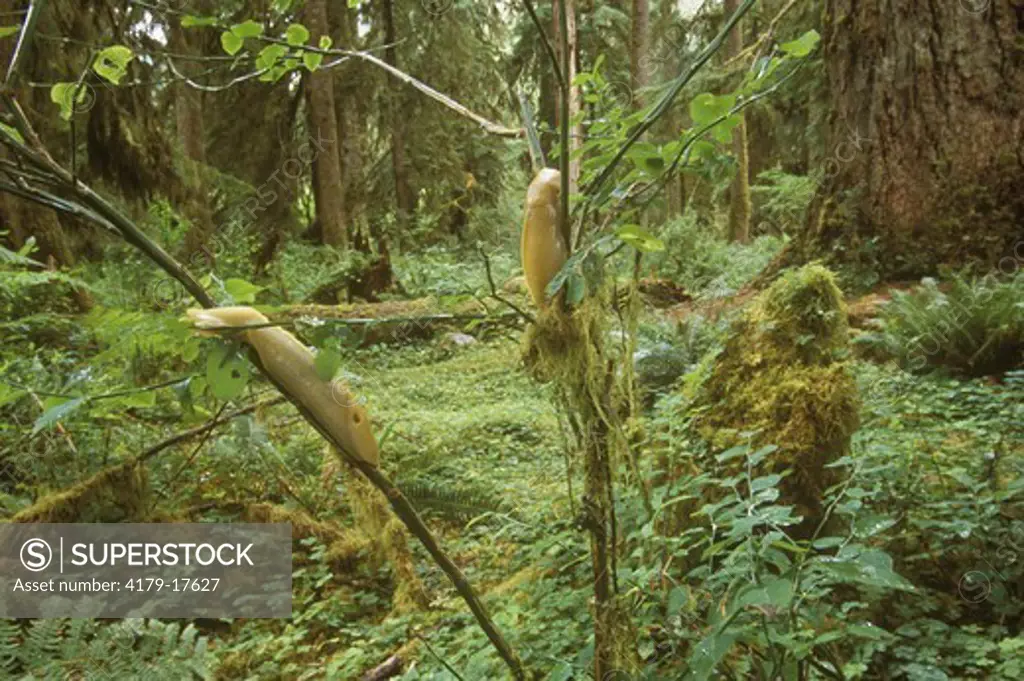 Banana Slugs in Hoh Rainforest (Ariolimax columbianus), Washington habitat