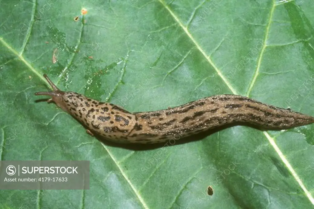 Great Slug, Garden Pest (Limax maximus), Virginia
