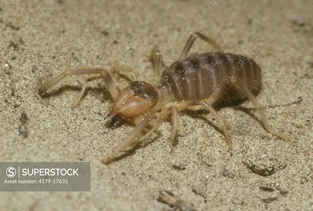 Wind Scorpion (Arachnida: Solpugida) Arizona, July