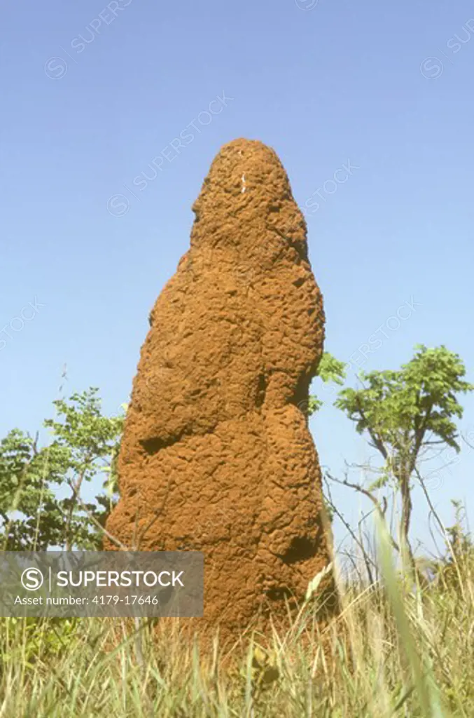 Termite Mound, Emas NP, Goias, Brazil