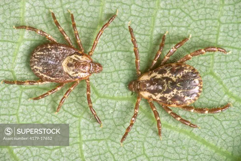 American Dog Ticks, fem L., male R., Rocky Mt. Spotted Fever Vector, (Dermacenter variabilis)