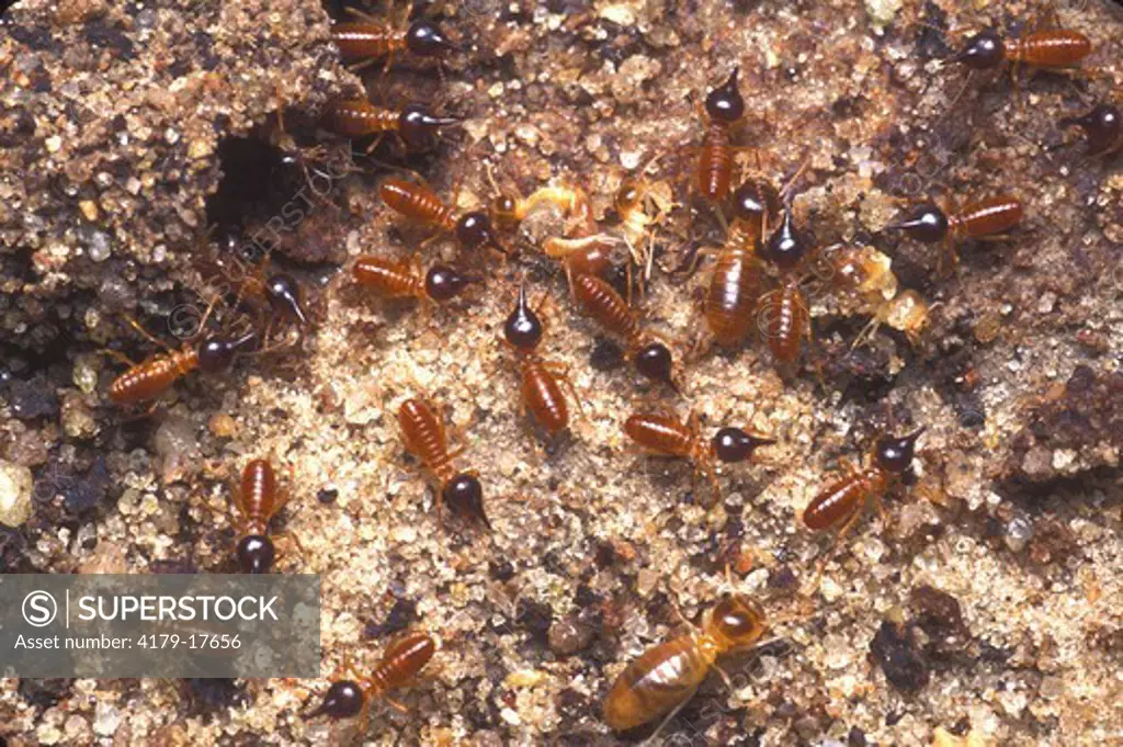 Nasute Termite soldiers and workers,Nasutitermes sp. Manaus, Amazonas, Brazil