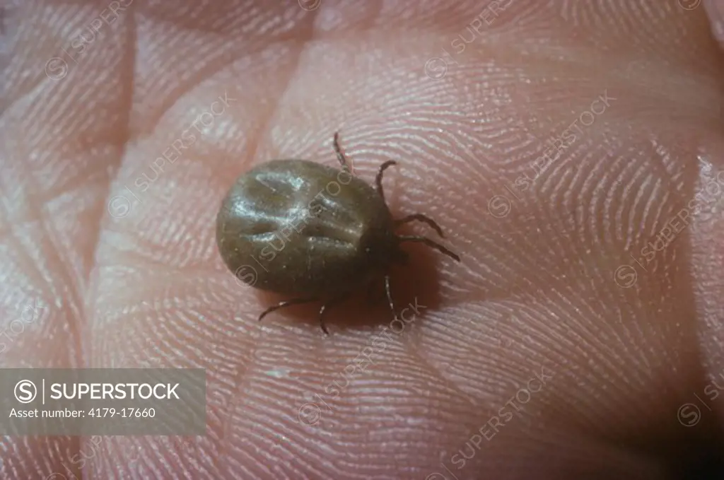Tick gorged with Blood, on human Palm, Life Size