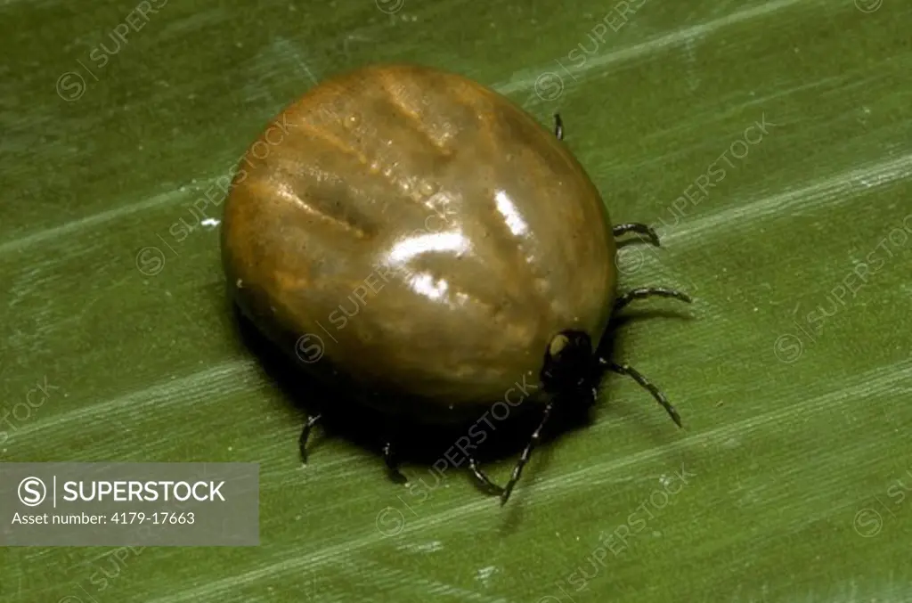Engorged wood Tick (Dermacentor sp.) Belize/Central America