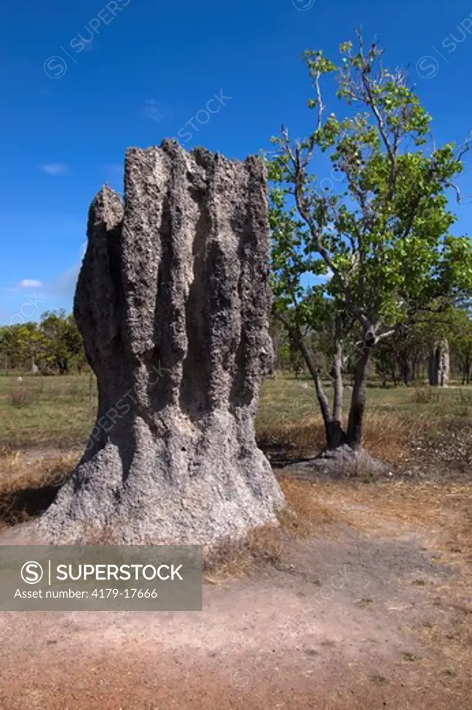 The Nasutitermes triodiae termites build mounds up to 6 metres high and they can be as old as 50 years (Nasutitermes triodiae)  Arnhem Highway scenic stop 'Cathedrals of the North',  Northern Territory, Australia, July