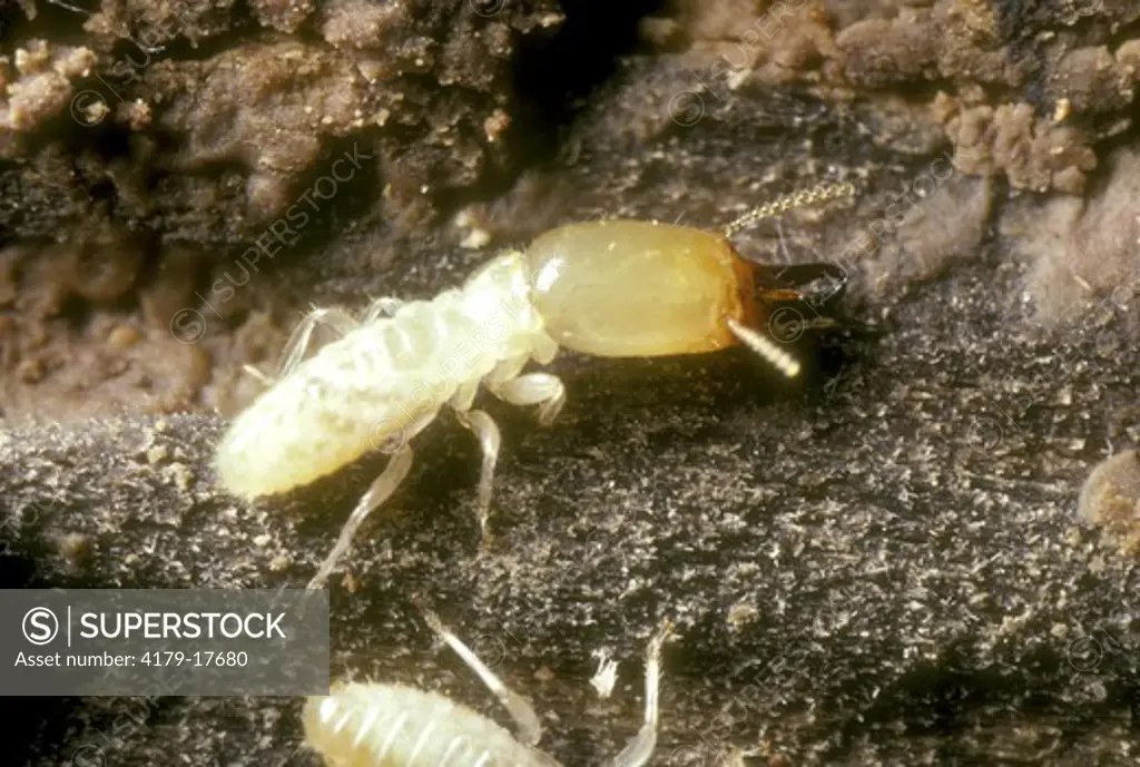 E. Subterranean Termites (Reticulitermes flavipes) soldier has large pincers