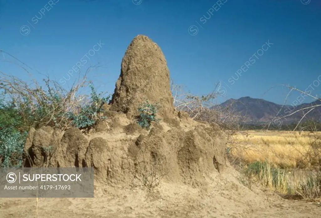 Termite Mound Mana Pools National Park Zimbabwe, Africa