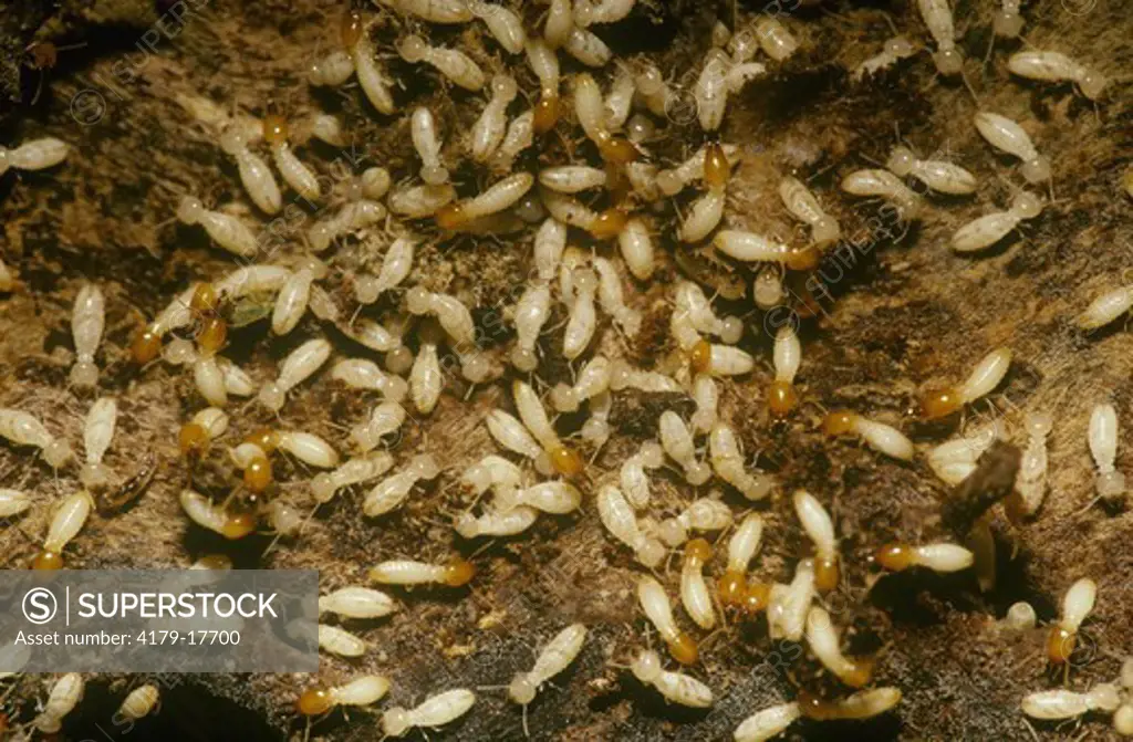 Formosan Subterranean Termites (Coptotermes formosanus), New Orleans, LA