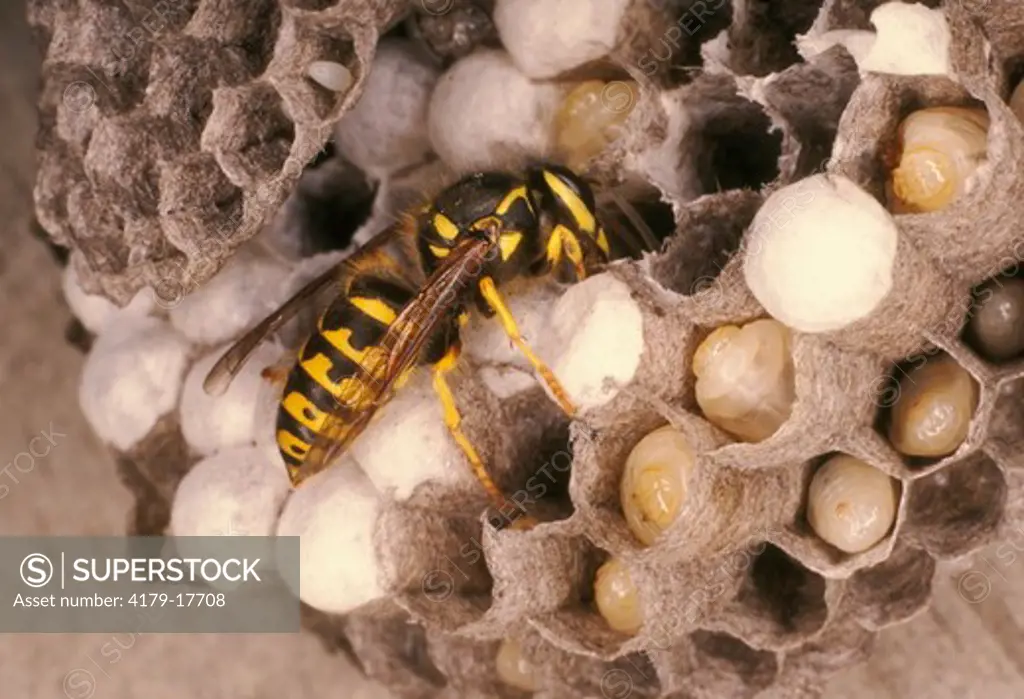 Yellowjacket Wasp (Vespula) walking on cell in nest - Virginia