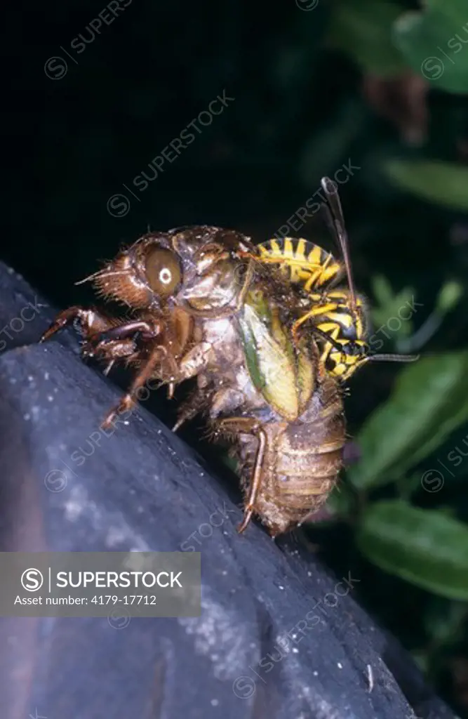 Cicada being eaten by Yellowjackets (Vespula spp.) (Magicicada septendecim)