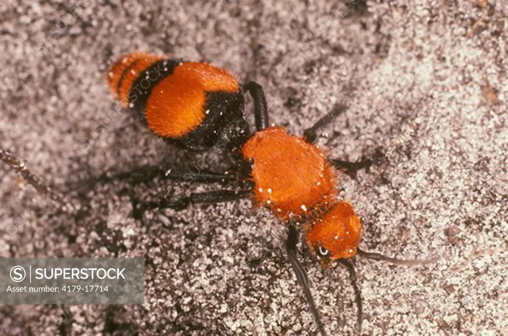 Wasp: Red Velvet Ant aka Cow Killer Ant (Dasymutilla occidentalis)