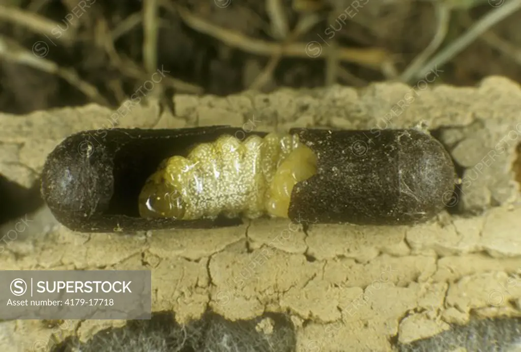 Mud Dauber Wasp Larva  (Sceliphron caementarium) Inside New Cocoon