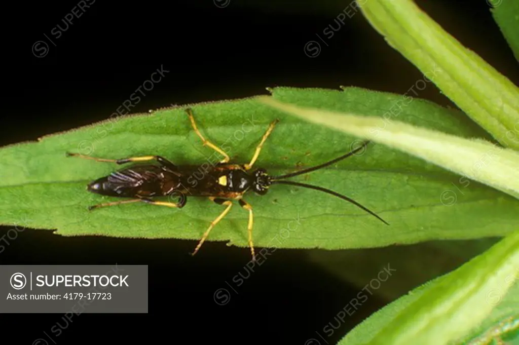 Spider Wasp, family: Pompilidae