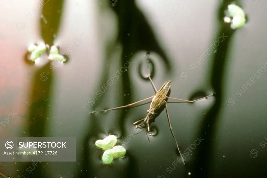 Pond Skater, (Gerris sp.) Note Dimpled Water Surface