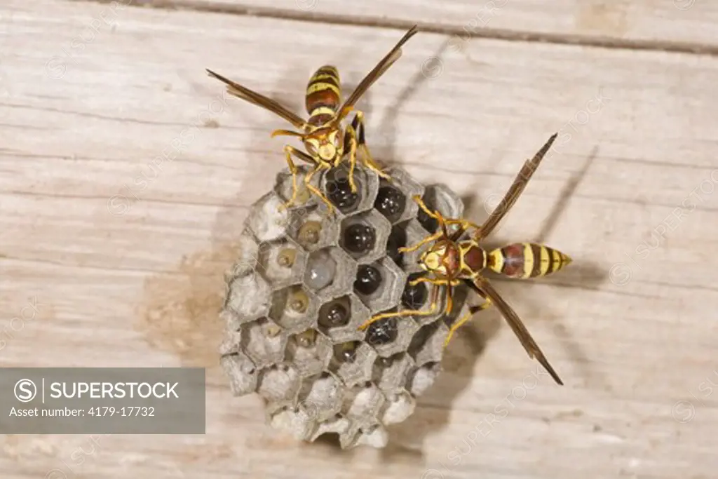 Paper Wasps (Polistes) at nest with larvae visible inside. Travis County, Texas, 17 July 2007