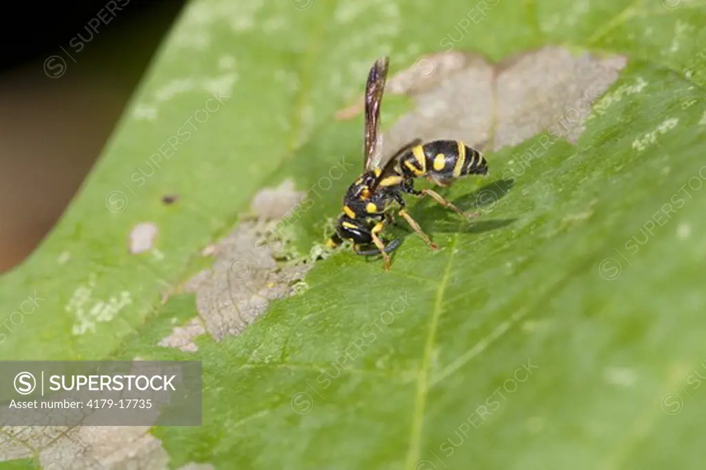 Wasp (Parancistrocerus) searches for leaf-mining insect larva. Cole County, Missouri, 6 October 2007