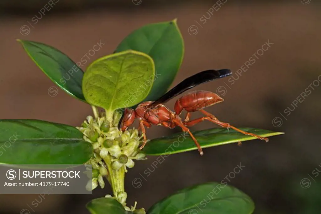 Paper Wasp (Polistes carolina) Grand Lake Estates Texas feeding
