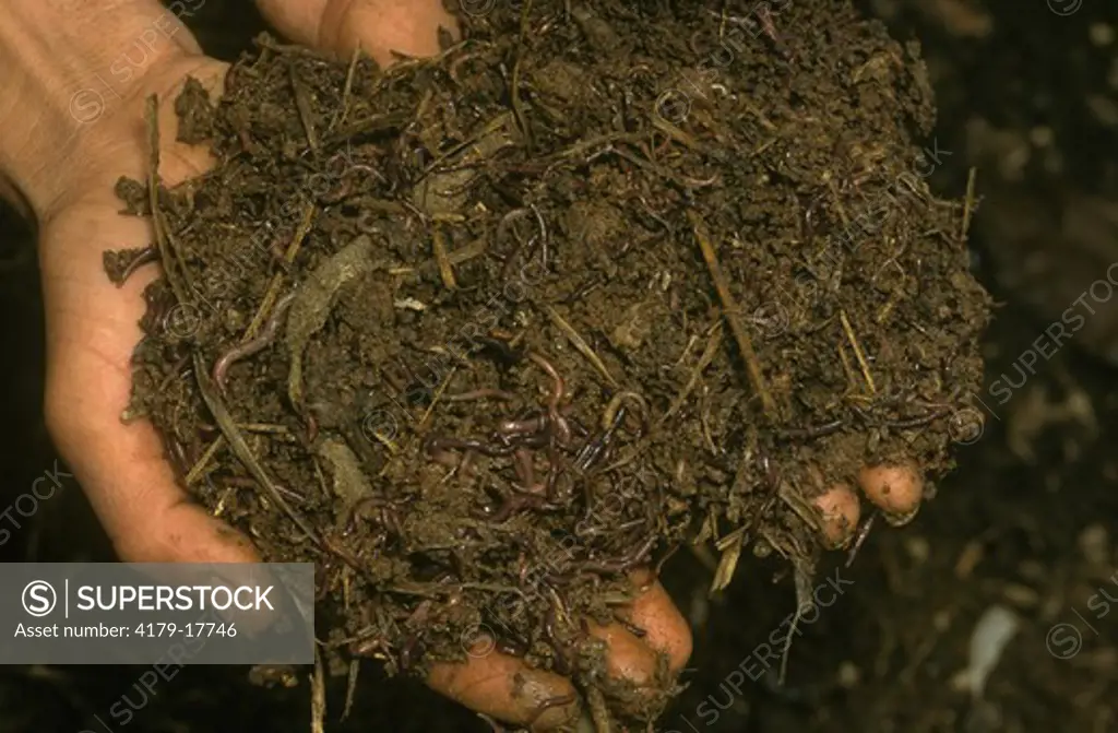 Handful of Earthworms in soil, Brazil
