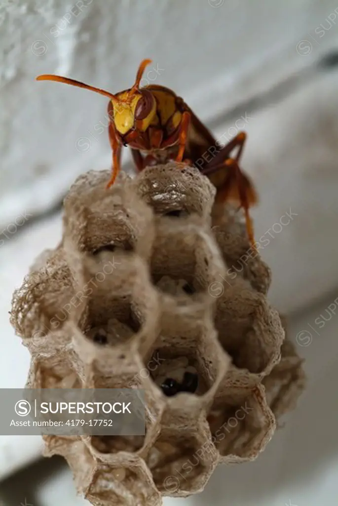 Golden Paper Wasp (Polistes fuscatus) at nest. Florida USA